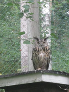 Huuhkaja Bubo Bubo Kitee Zoon kotimökillään.@nupii