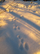 Paistoipa aurinkokin viime viikon pienillä hiihtolenkeillä. Jäniksiä ei näkynyt, mutta jälkiä metsämaastossa risteili nätisti.