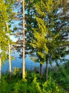 Juhannus terveisin
Anupii3