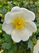 Juhannus terveisin Anupii